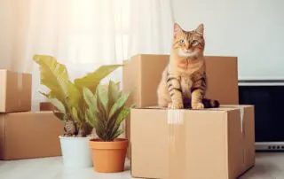 A household is preparing for a move. The cat sits on moving carton.
